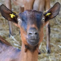 Fattoria con Stalla, Capre, Pascoli, Caseificio, Abitazione…