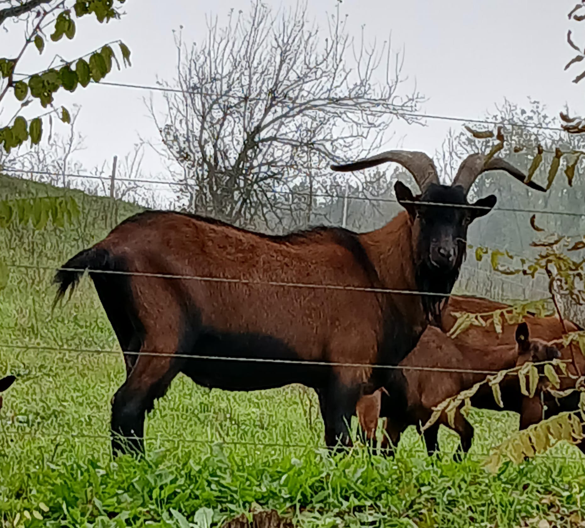 Becco di razza Camosciata delle Alpi